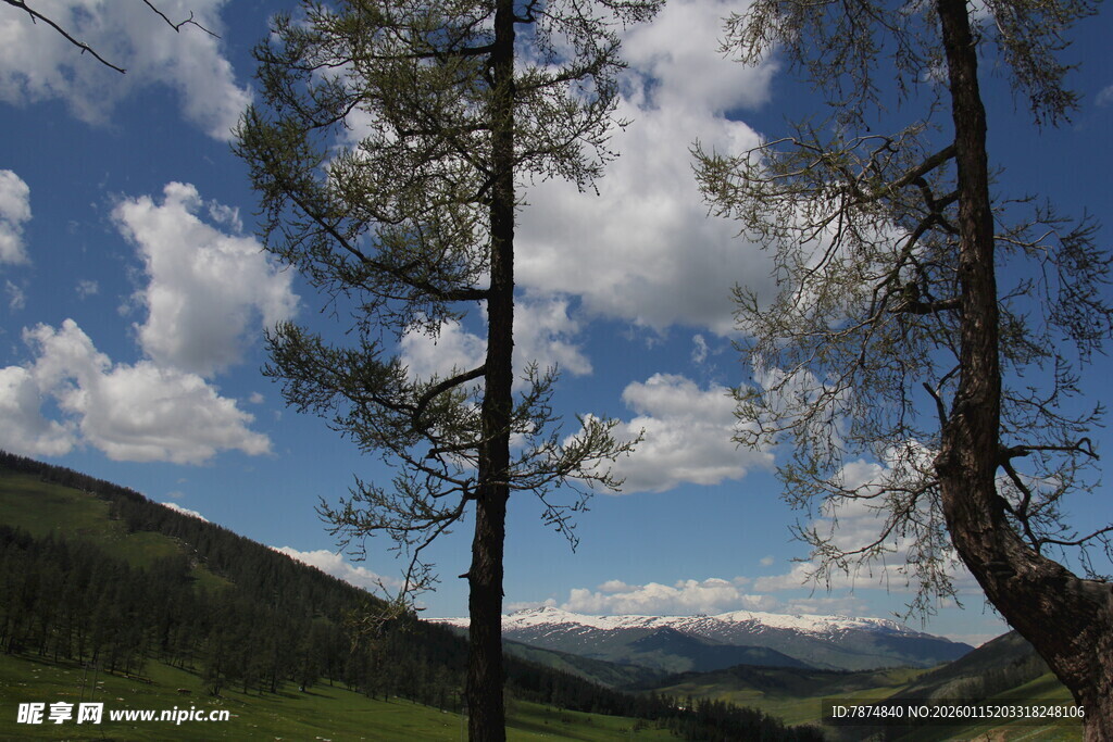 山间挺拔树木与蓝天白云
