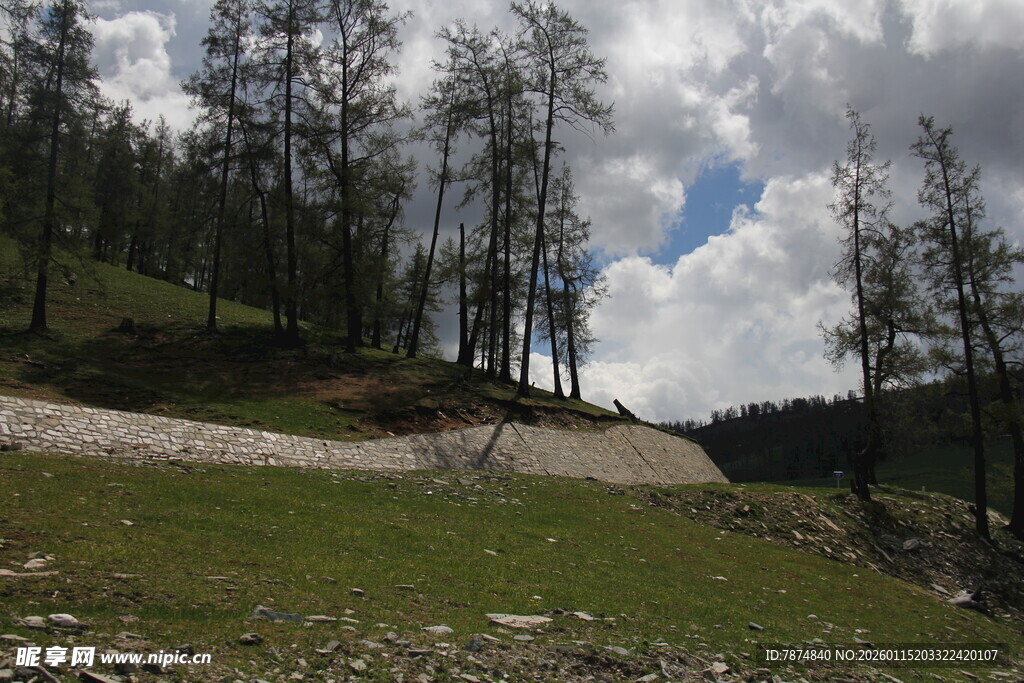 山间草地与挺拔树木景观