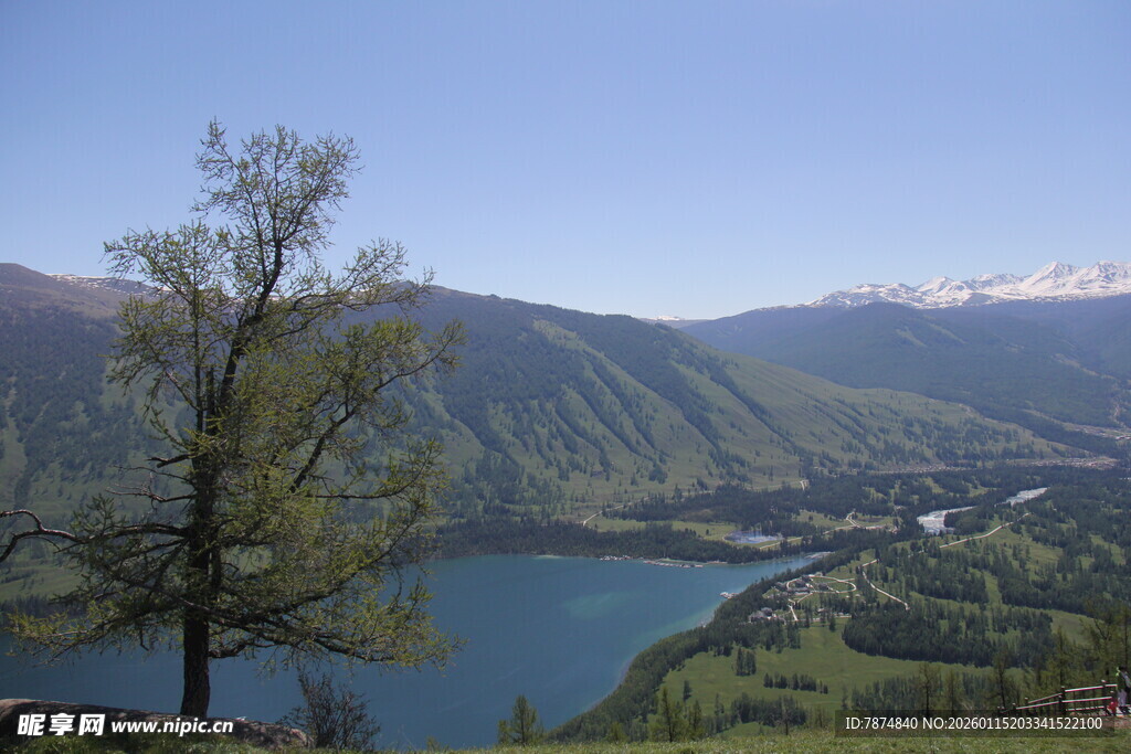 湖畔孤树与远山美景