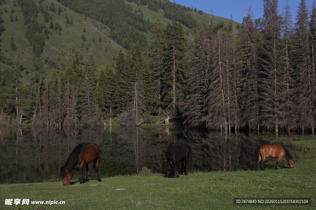 草原上的马匹与山林美景