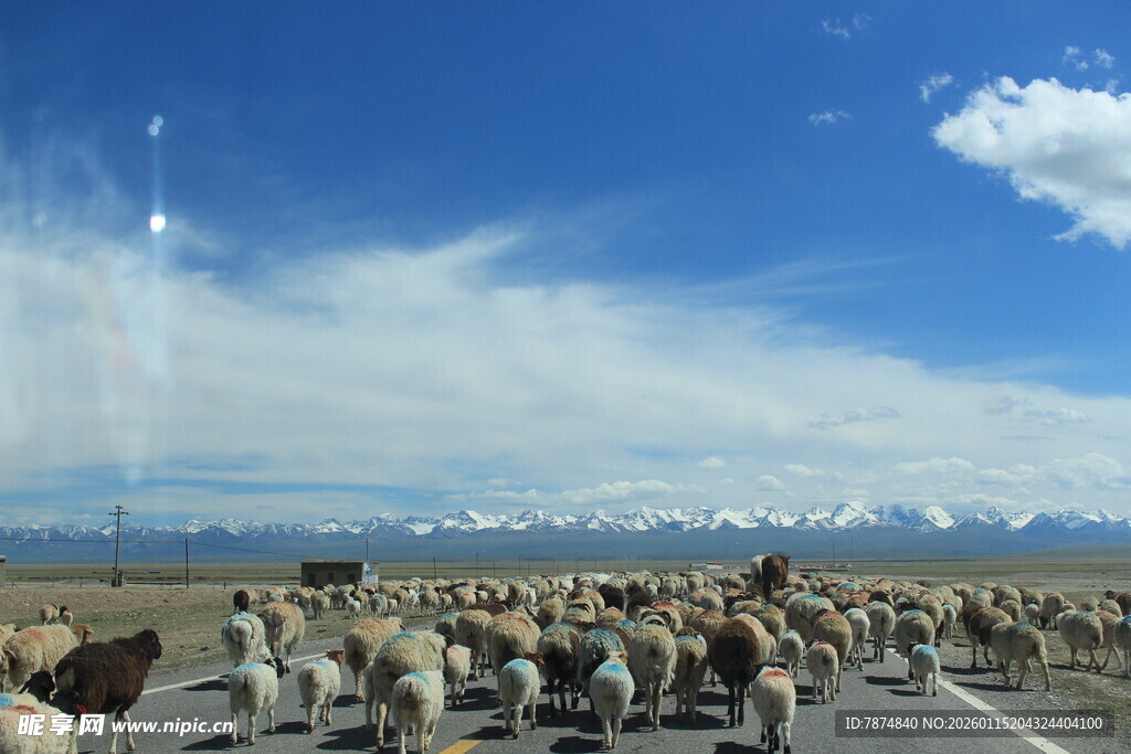 公路上的羊群与雪山美景