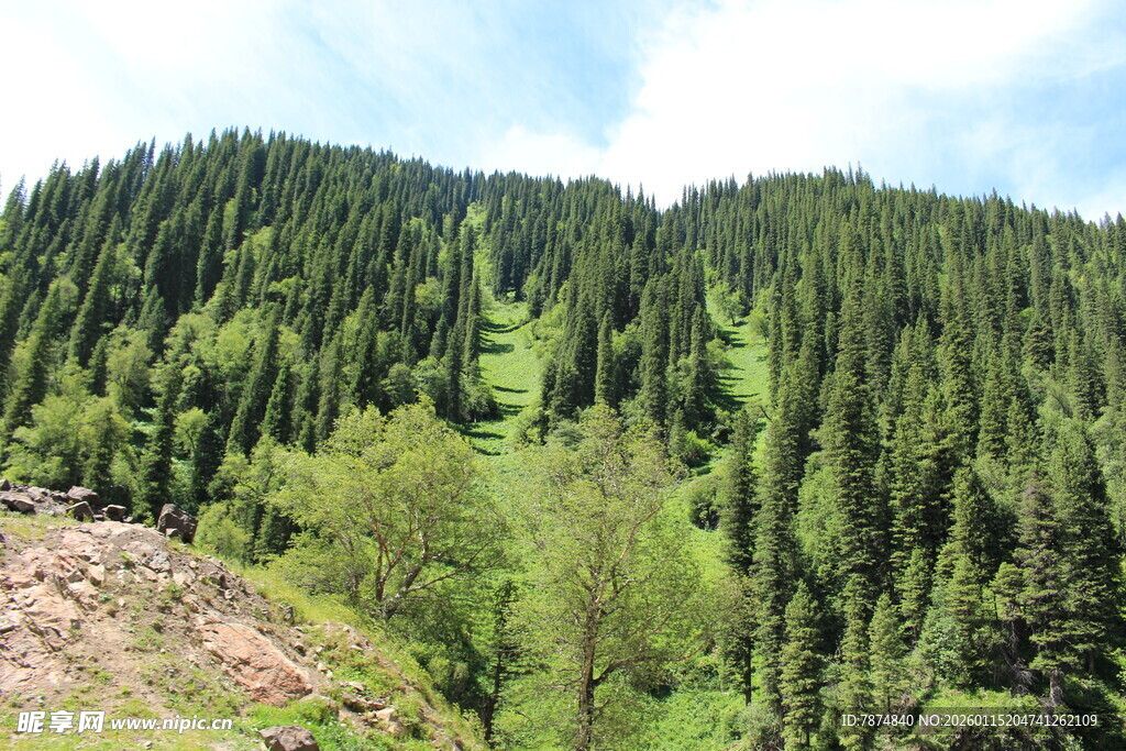 山林葱郁的自然美景