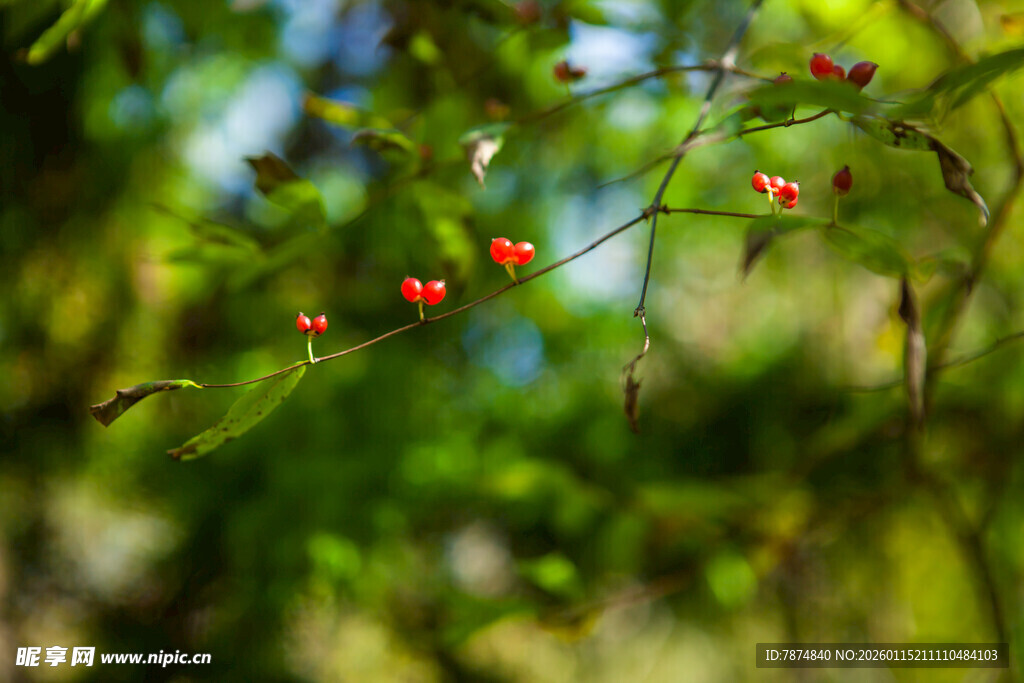 枝头红果与绿叶