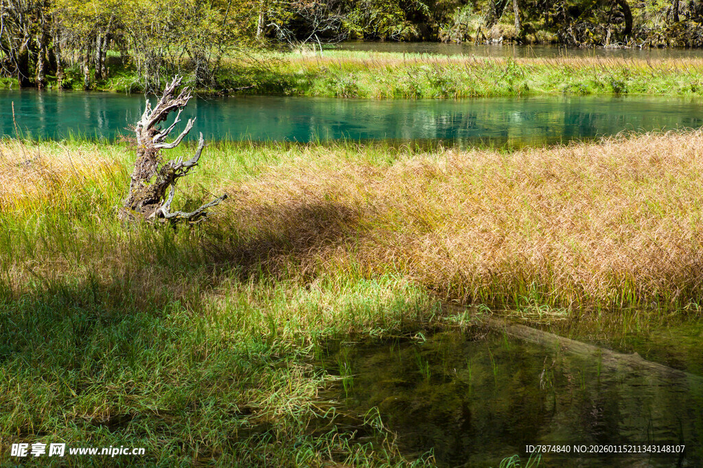 溪边草地枯树自然美景
