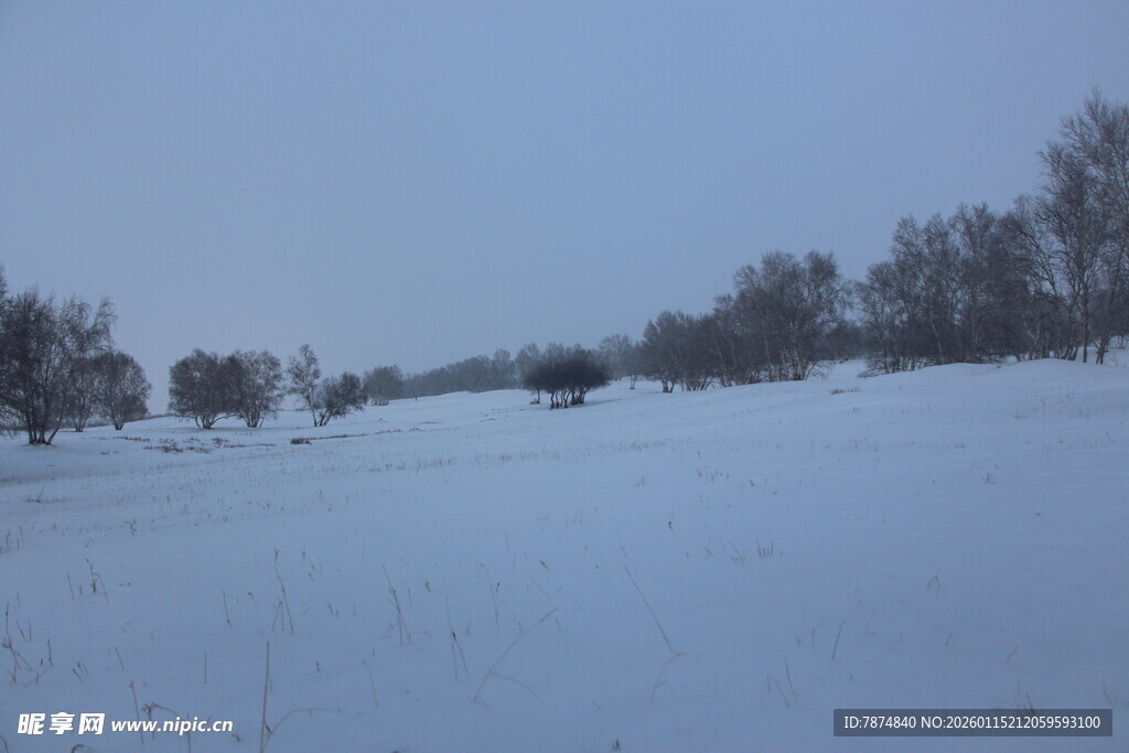 冬日雪景中的稀疏树木