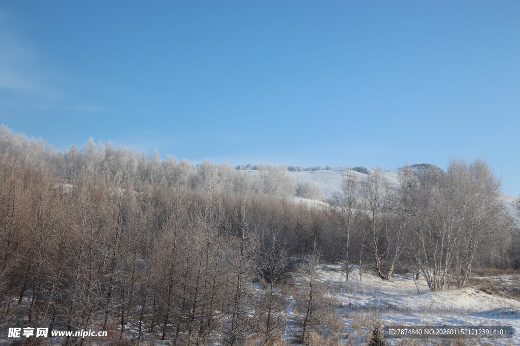 冬日雪覆树林美景