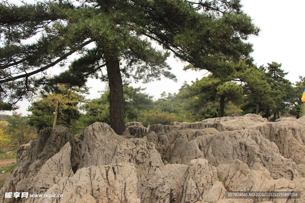 奇特地貌中的挺拔松树
