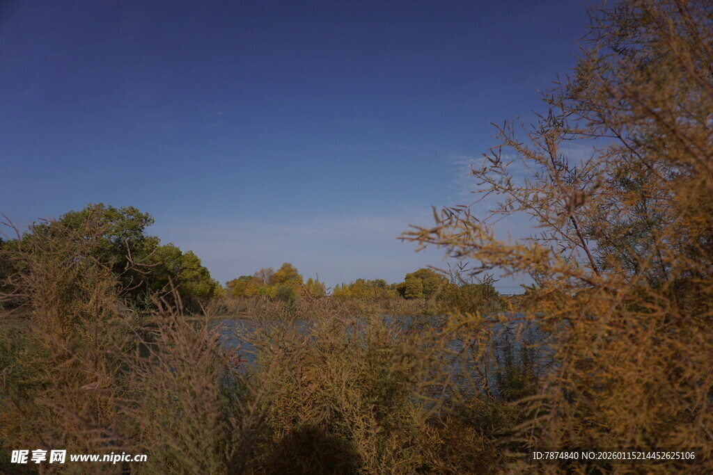 野外自然风景 草木蓝天