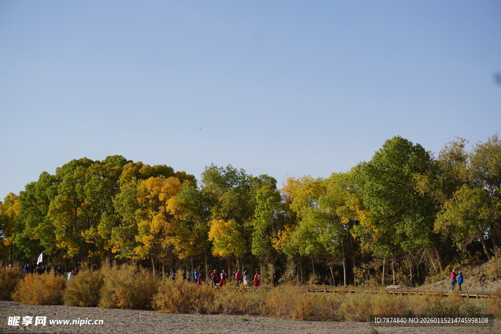 秋日多彩树林风景