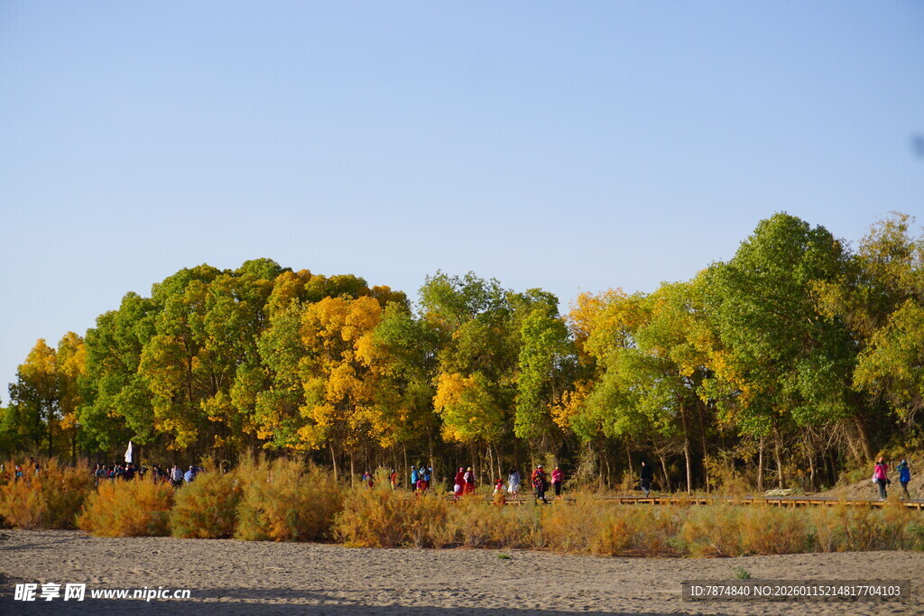 秋日多彩树林风景