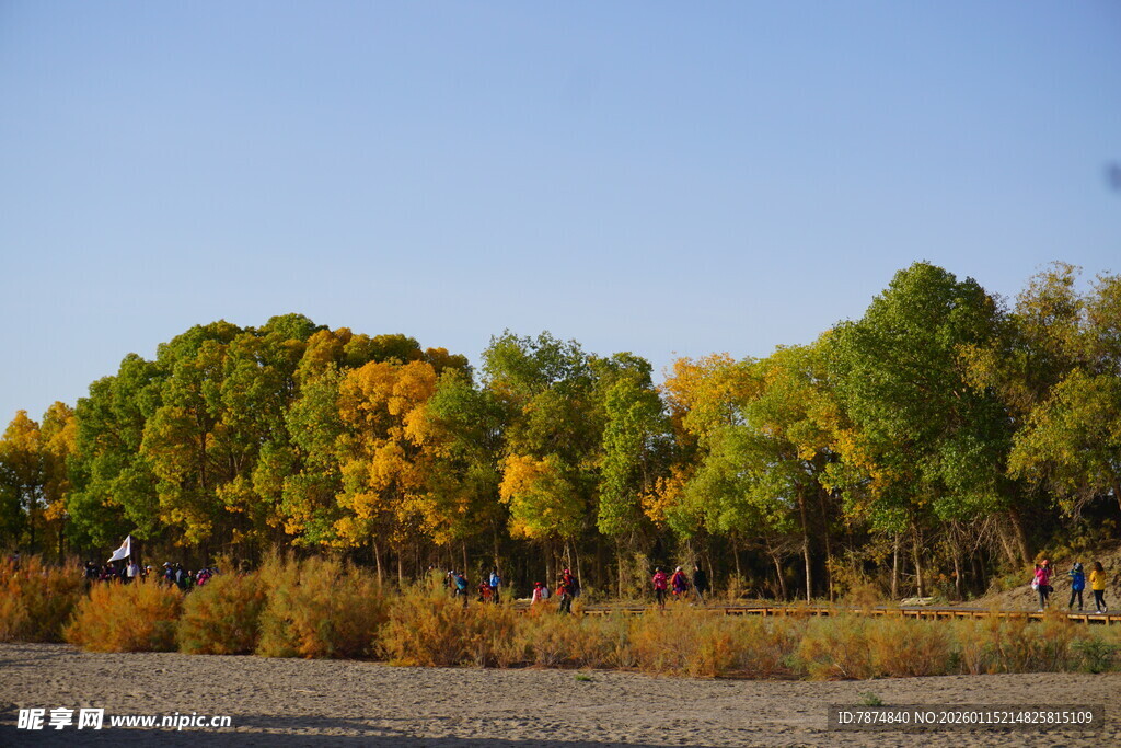 秋日多彩树林风景