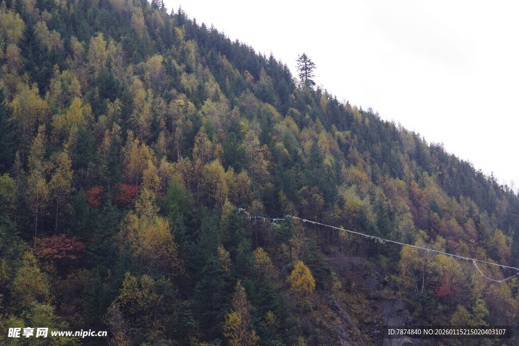秋日山林斑斓景致