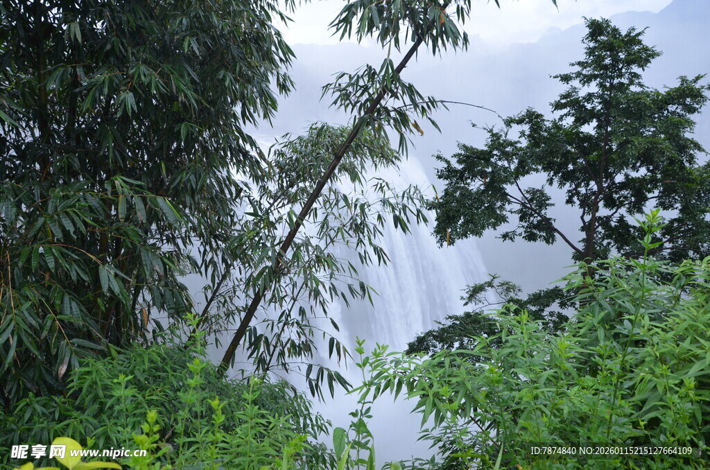山林间的繁茂绿植景观