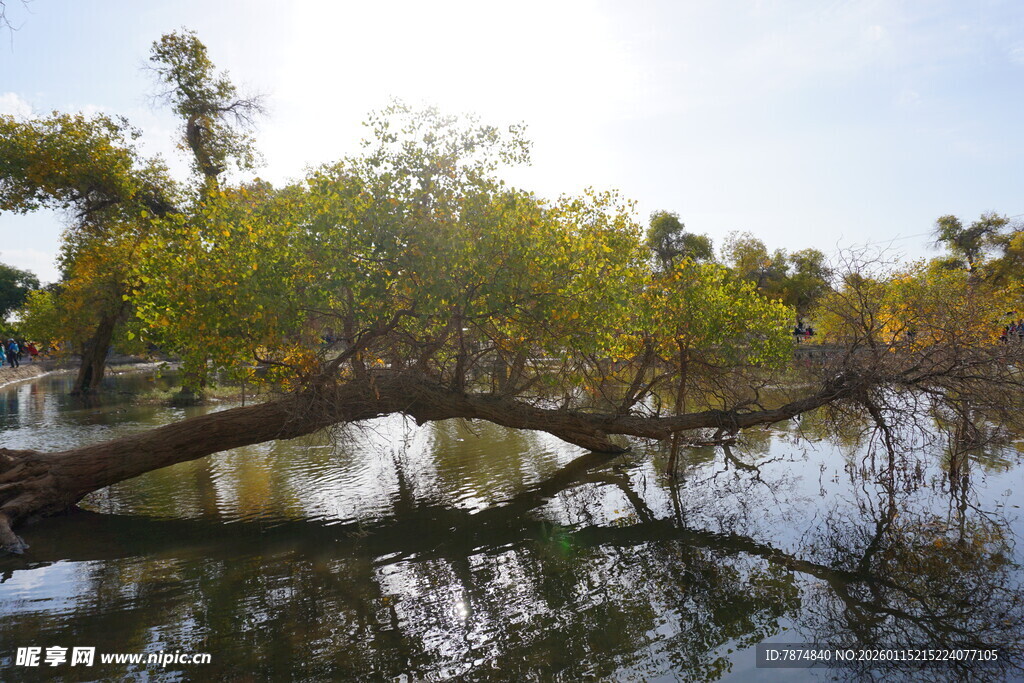 水中倾斜树木与岸边绿植