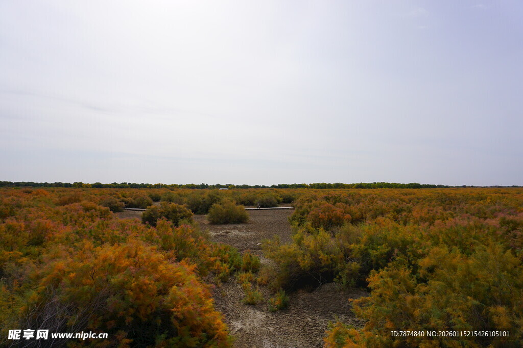 秋日旷野中的斑斓植被