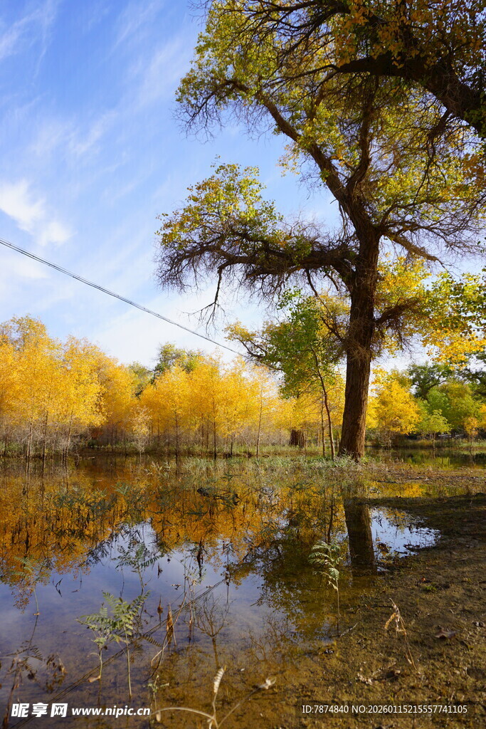 秋日水畔胡杨美景