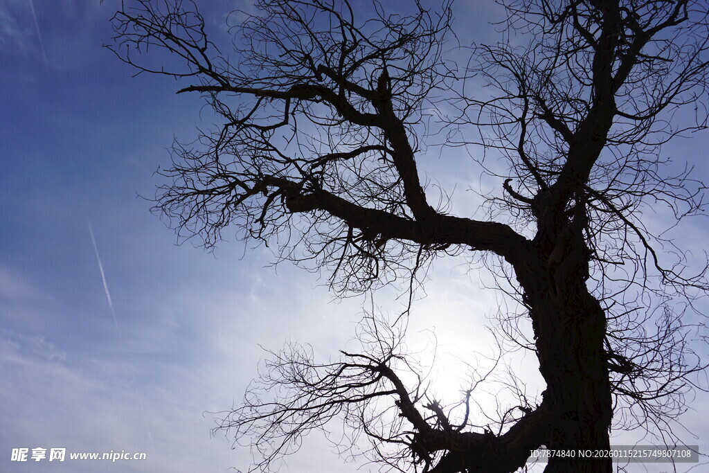 孤独枯树立于蓝天之下