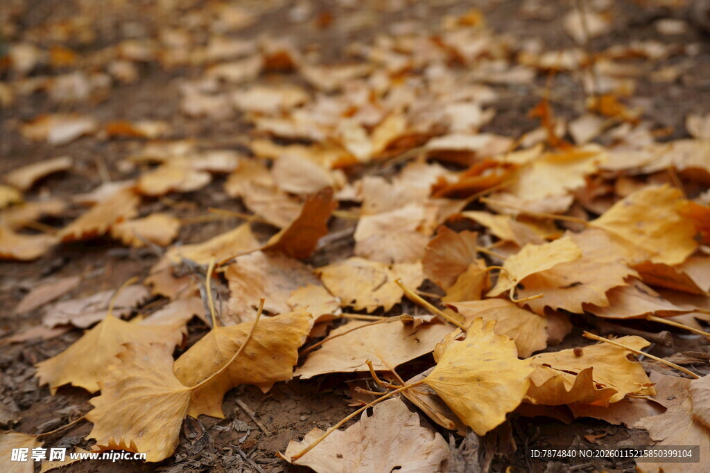 落叶铺地的秋日景象