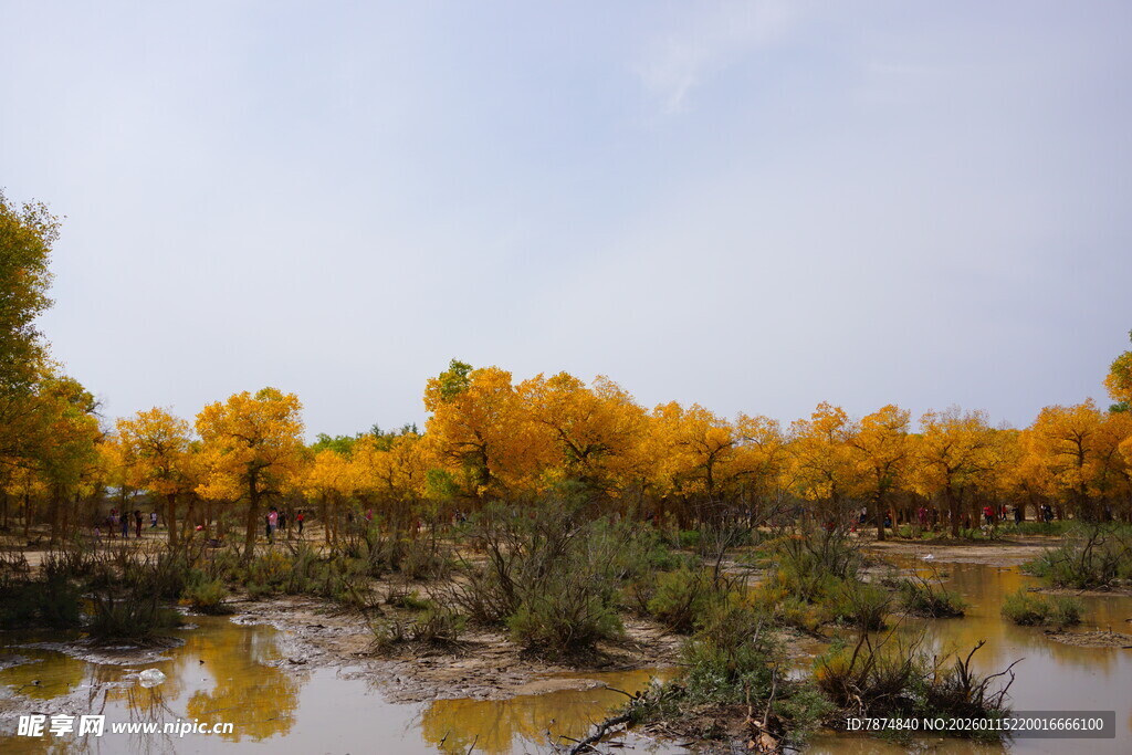 秋日河畔金黄胡杨林美景