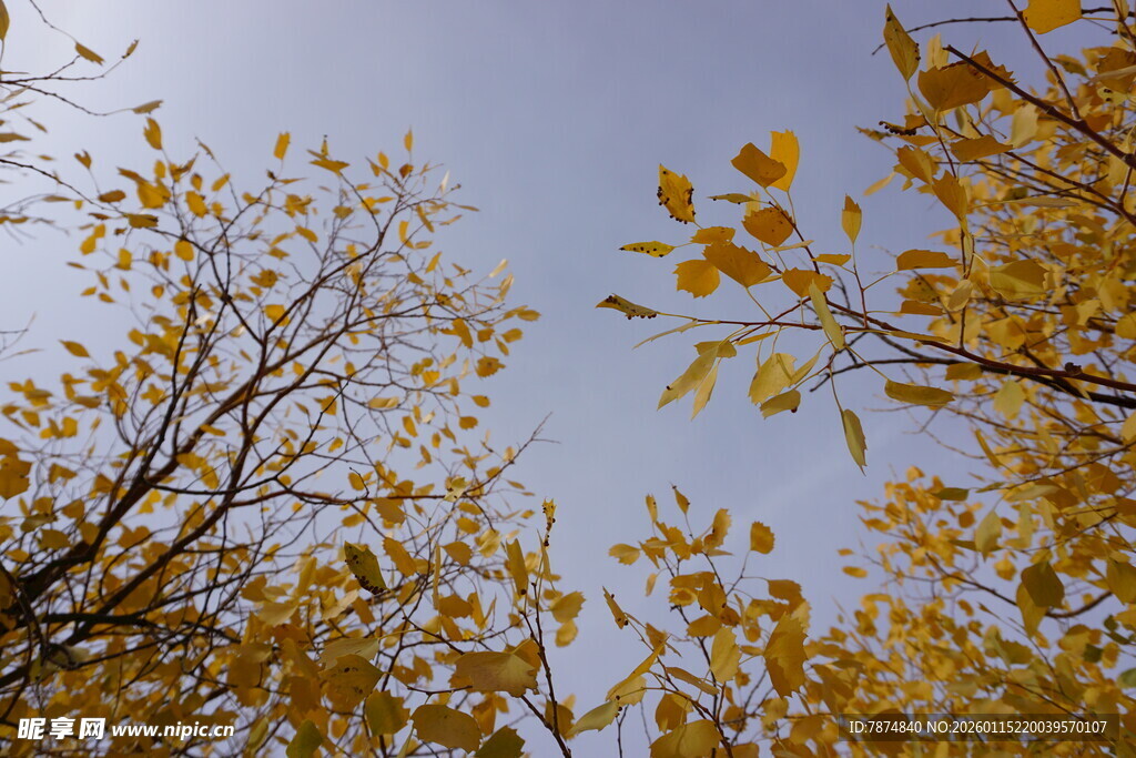 秋日枝头黄叶映蓝天