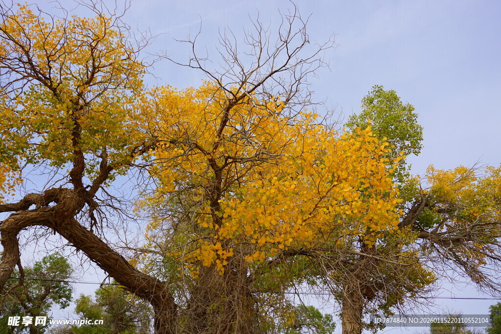 秋日金黄大树景观
