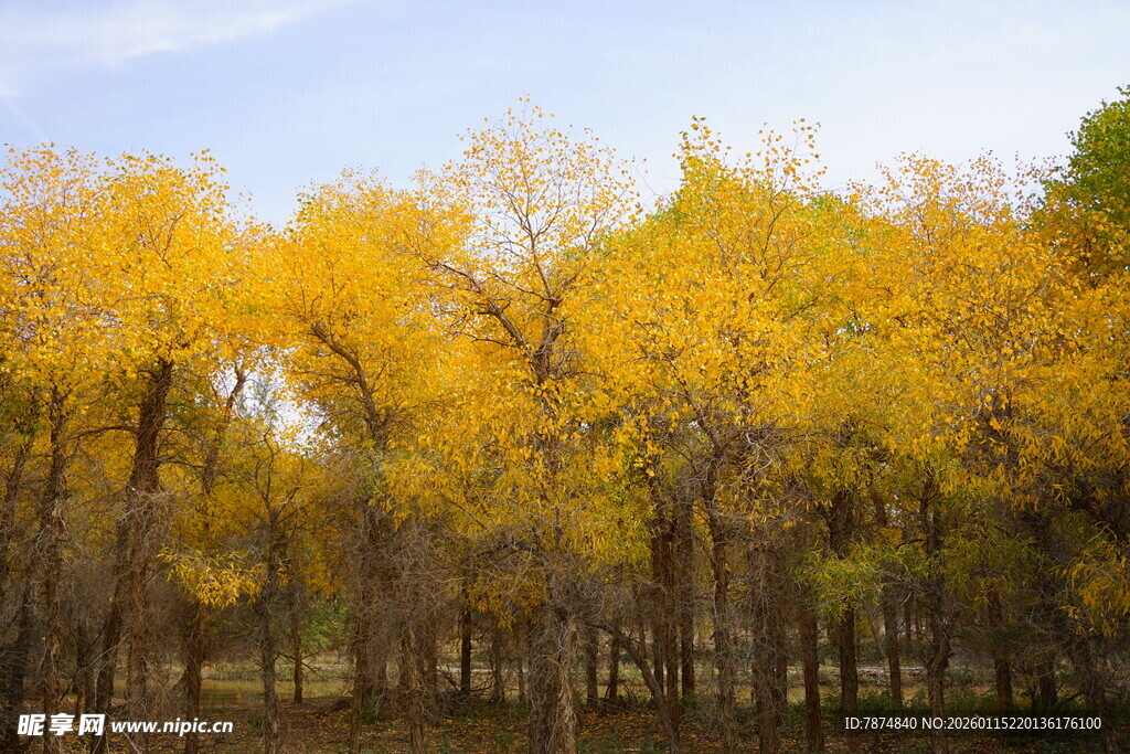 秋日金黄树林美景
