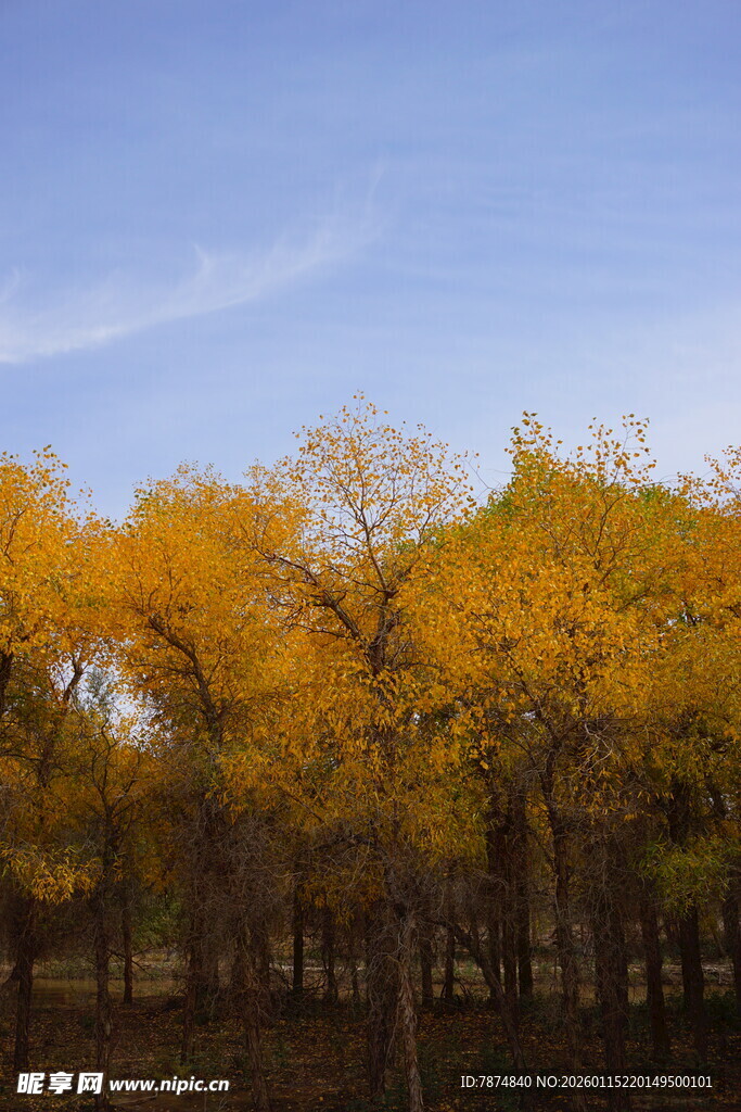 秋日金黄树林美景