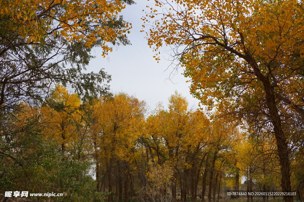 秋日金黄树林美景