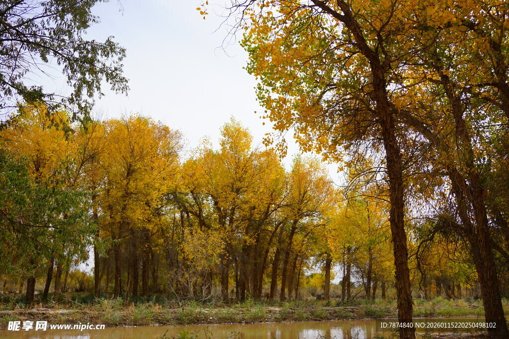 秋日金黄树林中的静谧景致