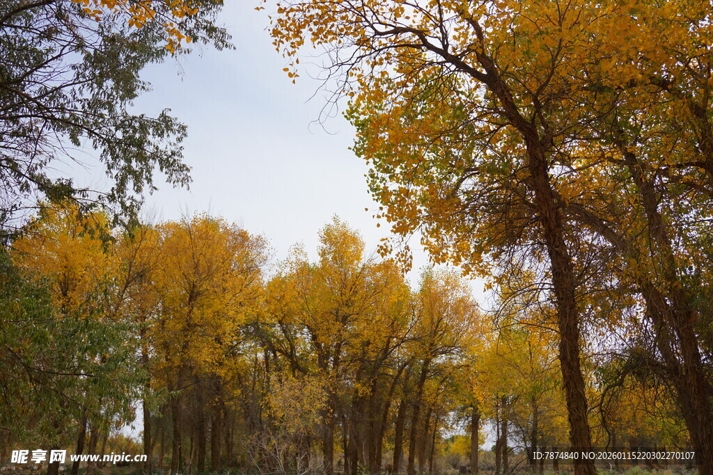 秋日金黄树林美景