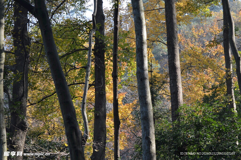 秋日山林树木景致
