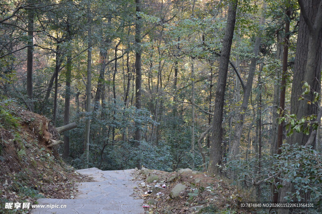 林间小径 静谧自然之景