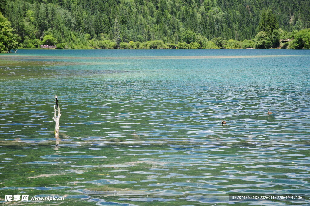 宁静碧绿湖水与岸边树林