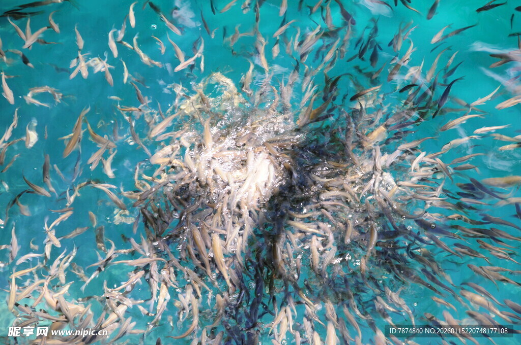 水下光影中的斑斓鱼群