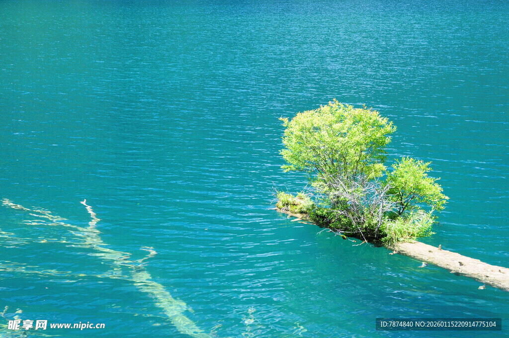 孤树挺立在碧蓝水面