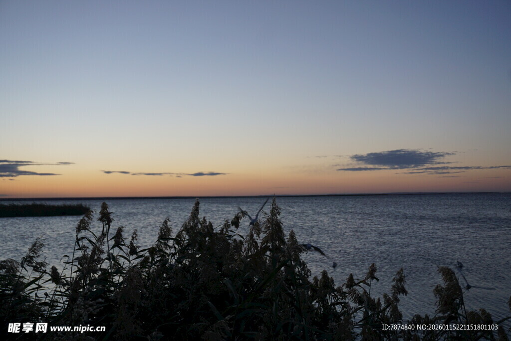 黄昏下的海边植物景观