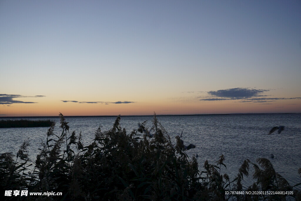 黄昏下的海边植物景观