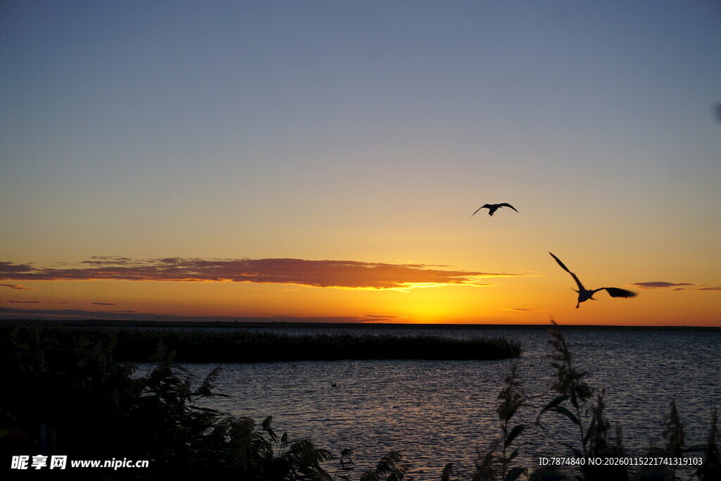 夕阳下飞鸟掠过水面