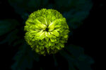 绿色绒球菊花特写