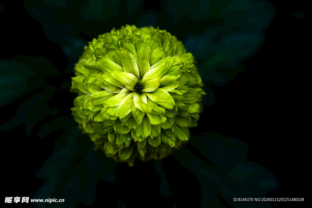 绿色绒球菊花特写