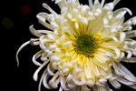 白色菊花特写