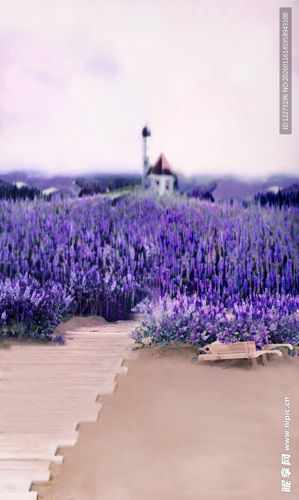 紫色薰衣草田的浪漫景致