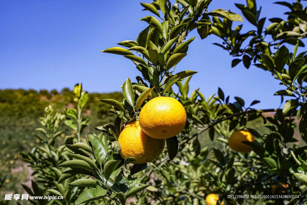 果园里挂满黄澄澄的柠檬