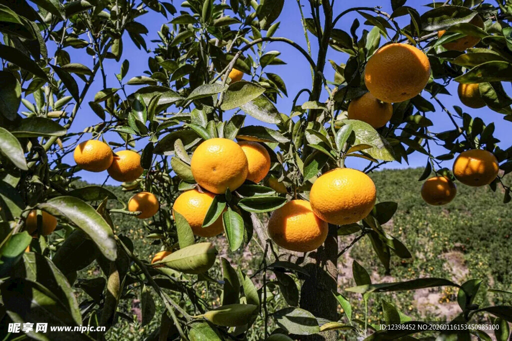 枝头挂满金黄诱人的橘子
