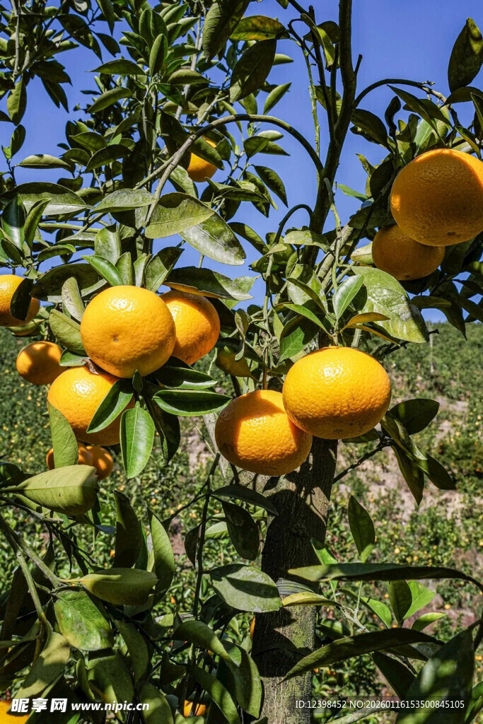 枝头饱满的黄澄澄柑橘