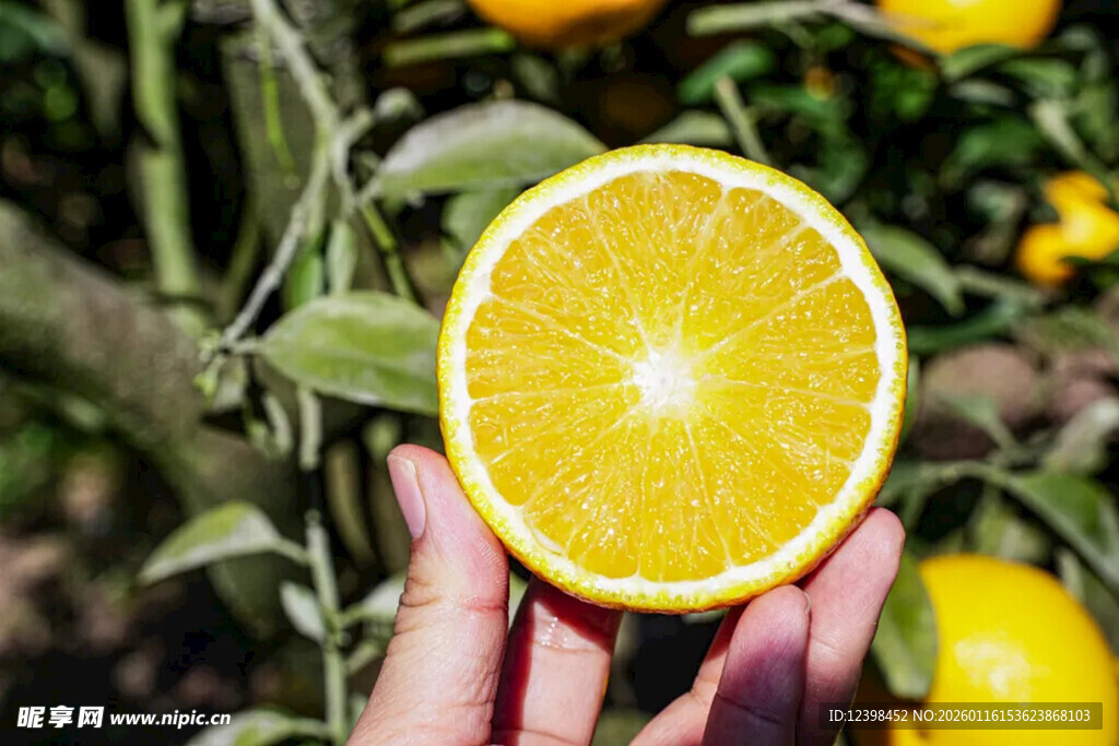 手捧鲜切橙子于果园中