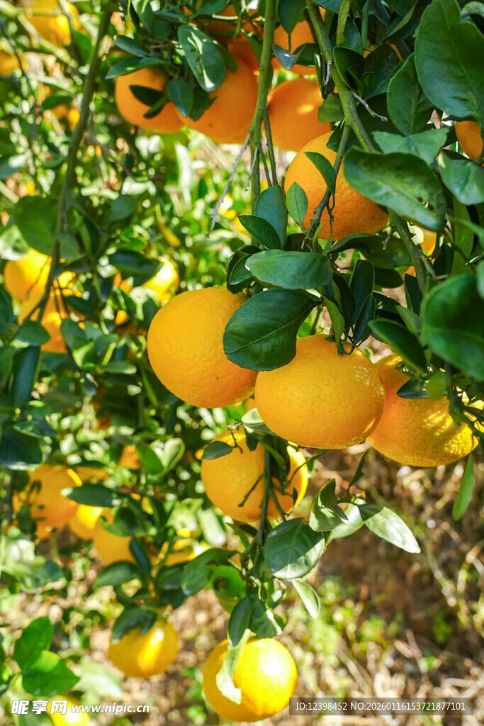 挂满枝头的金黄甜橙