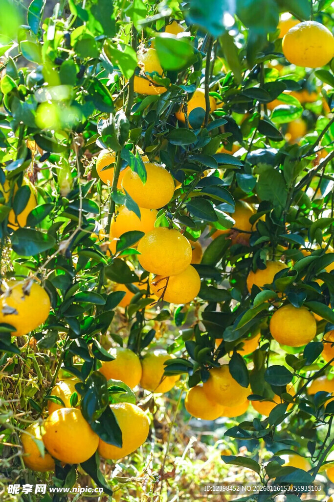 挂满果实的繁茂橘子树