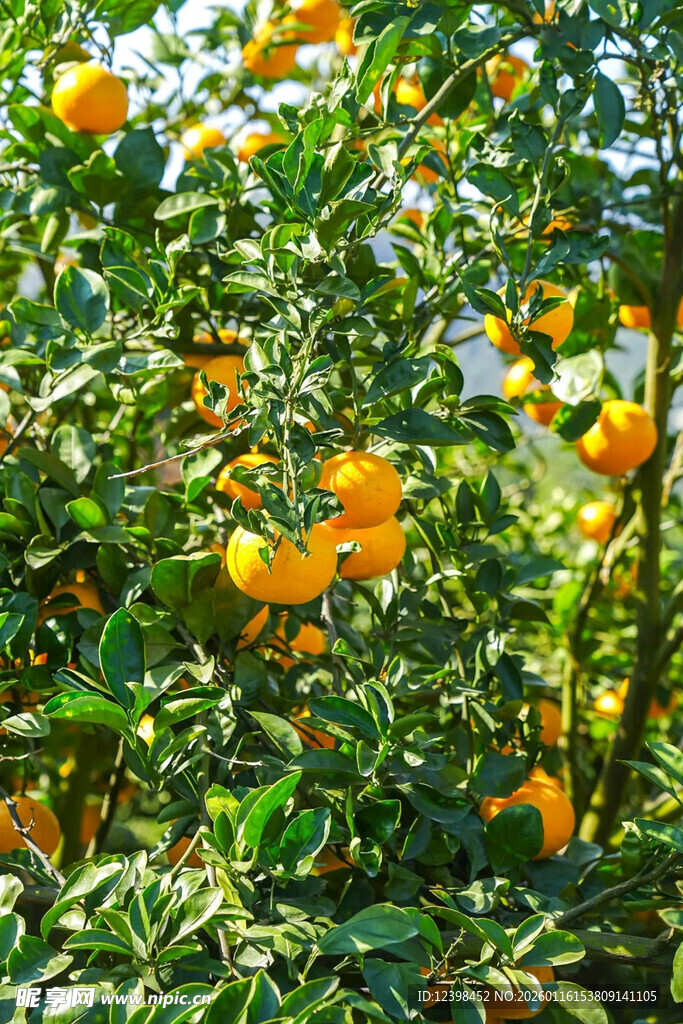 硕果累累的橘子树
