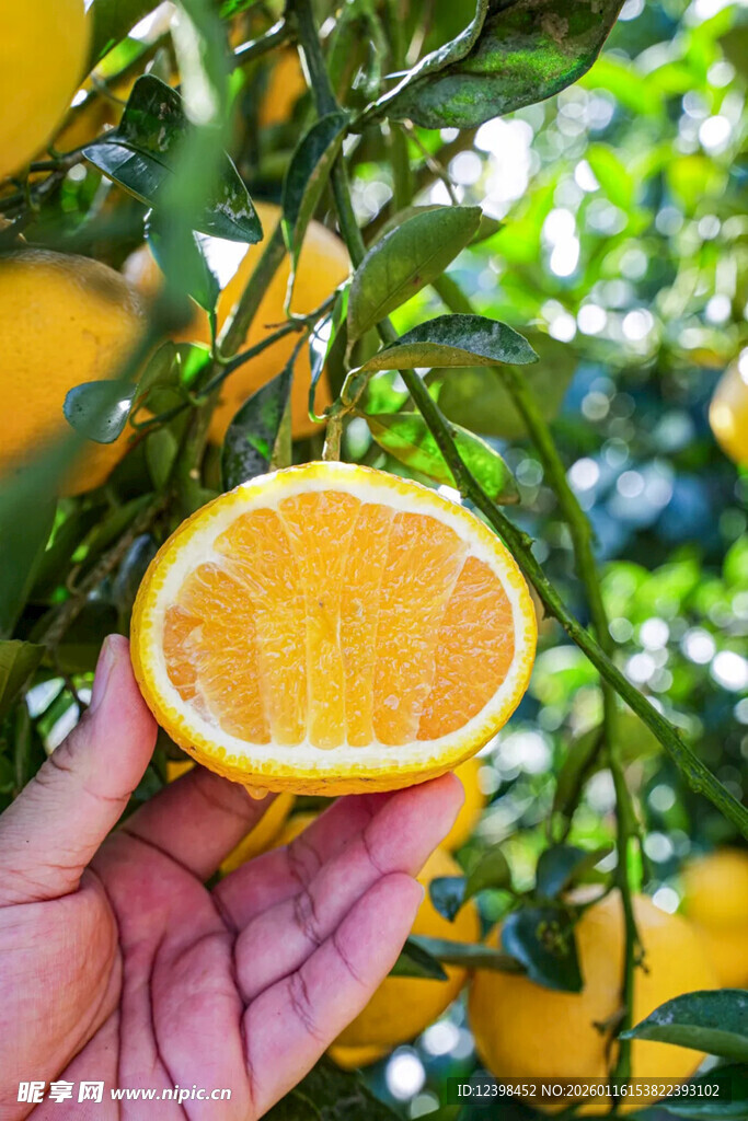 手捧鲜摘的半颗金黄橙子